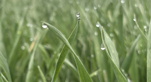 Wiosenna ochrona zbóż triazolami: skuteczność, temperatury i ryzyko fitotoksyczności