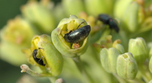 Słodyszek rzepakowy powyżej progu. Czas na ochronę. Czym go zwalczać?