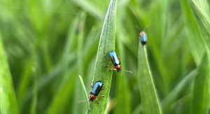 W zbożach pojawiły się skrzypionki, ale kluczowy moment może dopiero nadejść