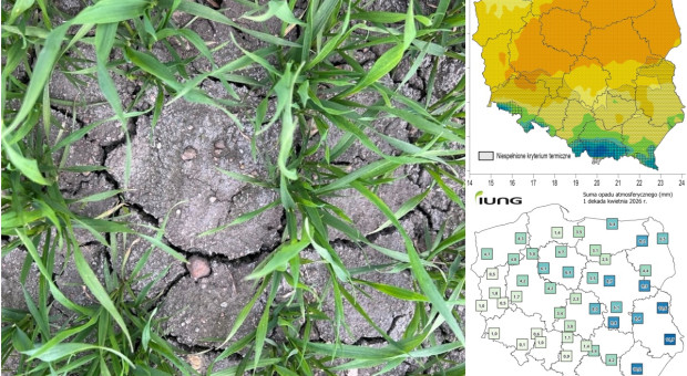 2. dawka azotu podziała tam, gdzie pojawiły się opady. Zboża wchodzą w fazę krytyczną
