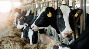 Płacą 1,46 zł za mleko. Hodowca: kto padnie, już do produkcji mleka nie powróci