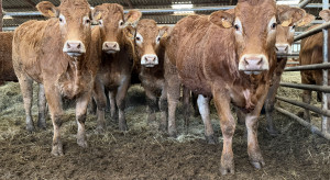 Ceny bydła lecą w dół. Byki nawet o złotówkę tańsze [CENY Z 21 KWIETNIA]