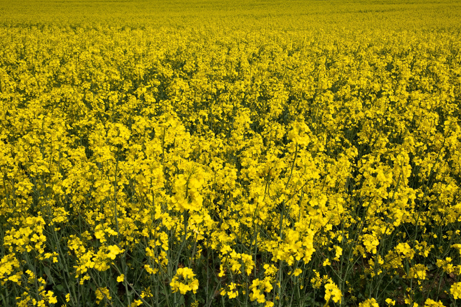 Skażony nawóz zniszczył rzepak. Rolnik wywalczył ponad 300 tys. zł ...