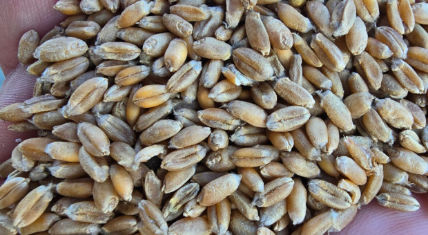 Zmiana trendu na rynku zbóż. Delikatne wzrosty cen w skupach. Raport z 22 kwietnia