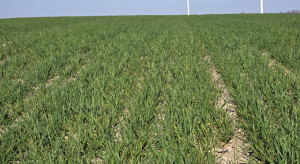 Pogoda może zabić efekt nawożenia