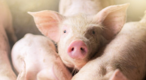 Niepokojący trend na rynku tuczników. Ceny w dół o 20 gr za kilogram