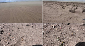 Susza i wiatr to niebezpieczne połączenie. Piasek „ścina” siewki, rolnicy rozważają przesiewy