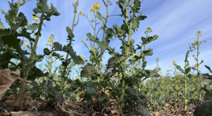Stracony potencjał ozimin w centrum kraju. Rzepak nie rokuje, zboża z jednym pędem