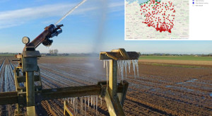 Przymrozki i przesuszona gleba a rzepak ozimy oraz burak cukrowy