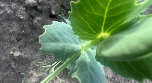 W grochu widoczne są oprzędziki. Do kiedy są groźne?