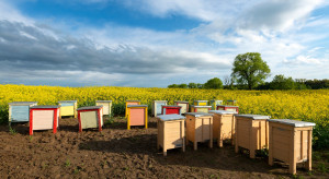 Zakwitnie rzepak i zacznie się konflikt. Obalamy mity: nie ma „dozwolonych godzin oprysków”