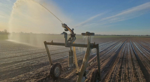 Sucha gleba i przymrozki to fatalne połączenie. Rolnicy liczą straty