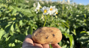 Zasadziłeś ziemniaki na własne potrzeby? Sprawdź, czy musisz zgłosić plantację do PIORiN