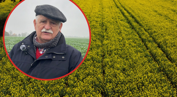 Jak podejść do ochrony zbóż i rzepaku w suszy? Prof. Korbas ocenia, czy warto chronić