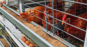 Olbrzymie ogniska grypy ptaków. Do wybicie niemal 1,7 milionów sztuk drobiu