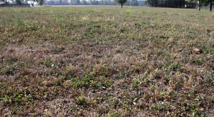 Susza ograniczy plony. Jak zbudować ratunkową rezerwę pasz objętościowych dla bydła?