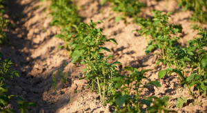 Nawadnianie ziemniaka staje się koniecznością. Plantatorzy walczą o plon