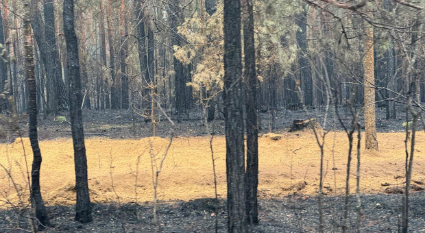 „Widok jest porażający”. Trwa dogaszanie ogromnego pożaru Puszczy Solskiej [WIDEO, GALERIA]