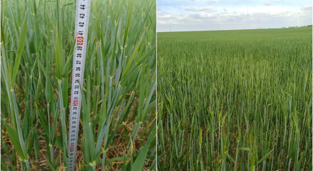 Jęczmień ozimy kłosi się przy 40 cm wysokości. Słabe plantacje po zimie nie odzyskały potencjału