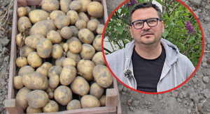 Ponad 30 ton ziemniaków do utylizacji. Rolnicy szukają nowego kierunku