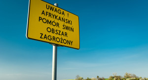 Duże ognisko ASF świń w Zachodniopomorskiem. Czy istnieje zagrożenie dla innych ferm?