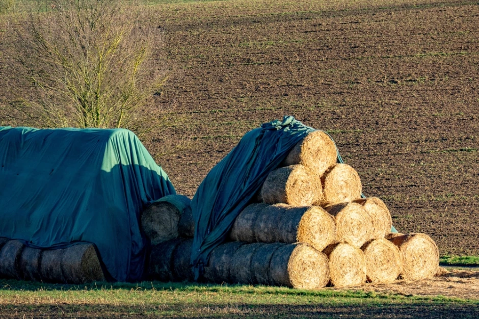 Ile kosztuje słoma przed żniwami? Oto konkretne stawki
