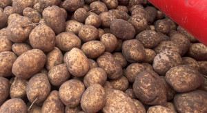 To nie tani import pogrążył ceny ziemniaków. Prawda może zaskoczyć producentów
