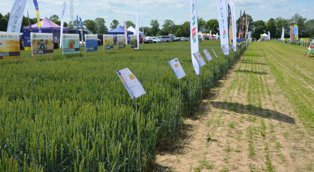 VII Krajowe Dnia Pola w Szepietowie. Stan plantacji w Polsce okiem firm