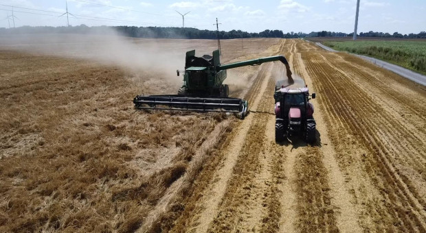 Na Opolszczyźnie jęczmień pójdzie pod kosę już pod koniec tego tygodnia. Umowy na mokrą kukurydzę [CENY ZBÓŻ Z 24.06]