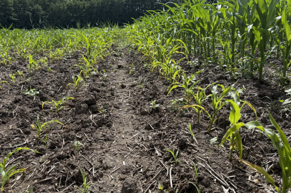 Kukurydza na jednej plantacji jak z dwóch różnych pól. Winny okazał się jeden szczegół