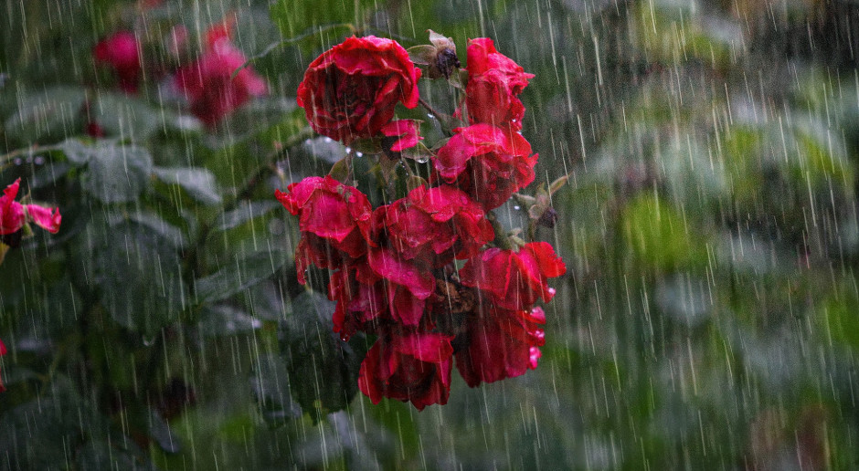Dzisiaj, 18:40 Deszczowa aura nas nie opuszcza. Prognoza pogody na 9 i 10 lipca