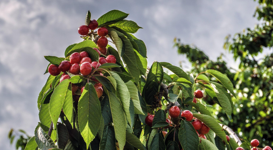 Dzisiaj, 14:25 Cztery osoby spadły z platformy zrywając czereśnie