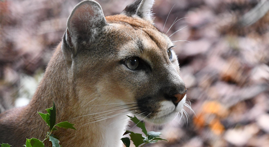 Puma odłowiona w gminie Polanów. Jest komunikat Lasów Państwowych