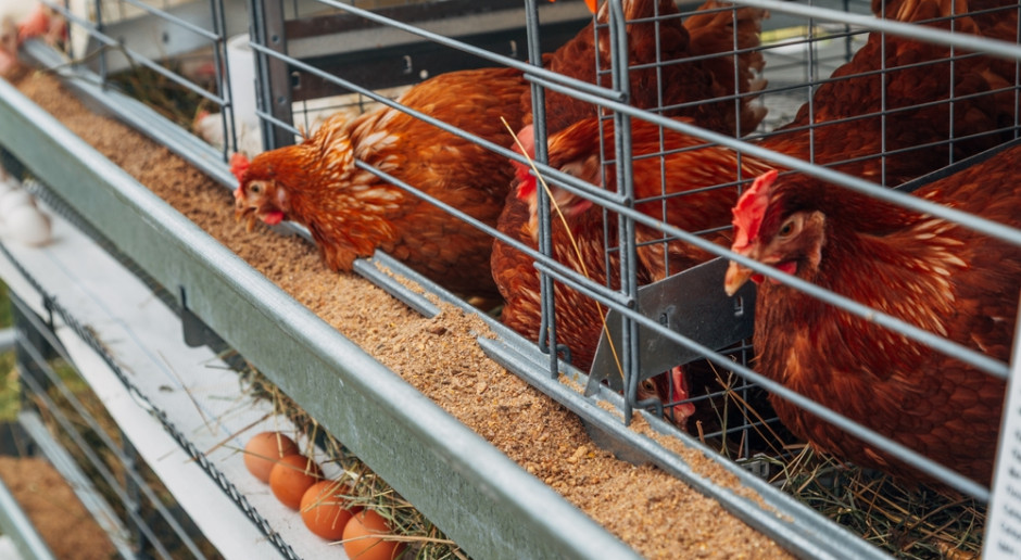 500 tys. zł pożyczki DIOZ od producenta jaj. Reportaż wywołał falę pytań