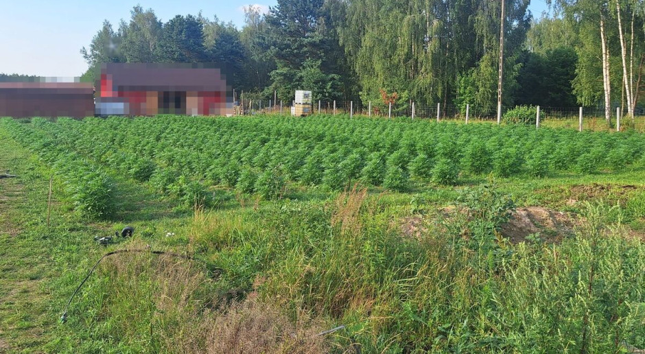 Tłumaczył, że robi legalne olejki. Policjanci znaleźli ponad tysiąc krzaków konopi