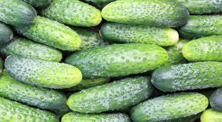 Ceny ogórków gruntowych niższe niż przed rokiem. Tyle kosztuje kilogram