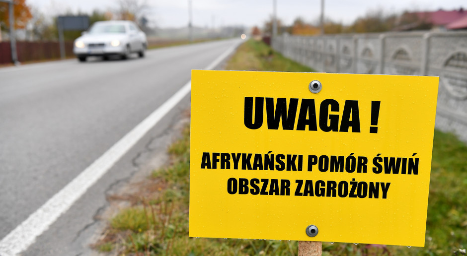 Mamy trzecie w tym roku ognisko ASF świń. Drugi raz w tej samej miejscowości