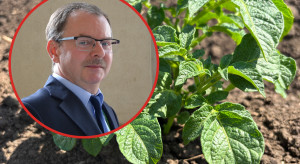 Paradoksy na rynku ziemniaka. Kontrakty tańsze, ale ceny mogą później wystrzelić