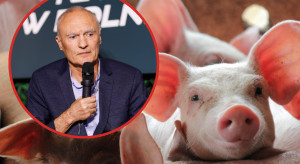 Alarm dla polskiej hodowli świń. Dargiewicz: Patrzę na sytuację z dużym niepokojem