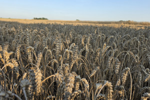 Żniwa wreszcie wznowione. Upały obniżyły gęstość ziarna
