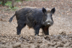Kilkadziesiąt nowych ognisk ASF dzik&oacute;w. Pom&oacute;r w siedmiu wojew&oacute;dztwach