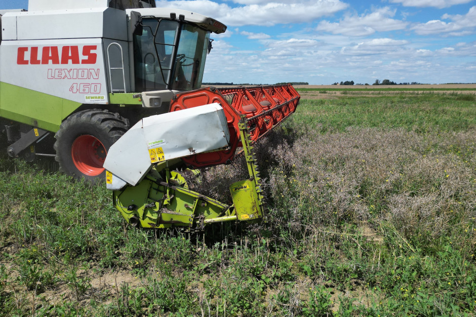 Claas Lexion 460 w akcji. Zebraliśmy rzepak bez specjalnego stołu. Sprawdzamy plony