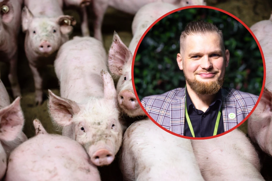 Ceny tuczników 30 proc. w górę w 2 tygodnie. Czarniak: to nosi znamiona spekulacji