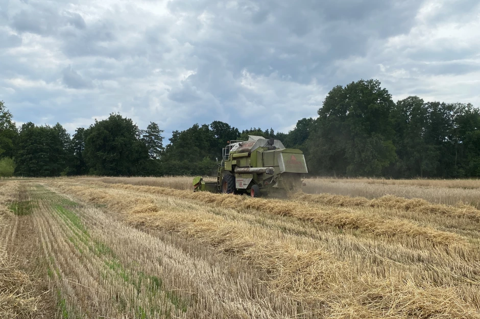 Żniwa we wschodniej Wielkopolsce poszły pełną parą. Plony rzepaku zaczynają się od 1,5 t/ha