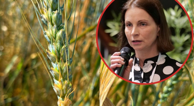 Sucha wiosna, przekropne lato. Prof. Damszel podsumowuje sezon pod kątem ochrony fungicydowej zbóż