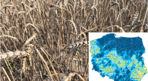 Susza odpuszcza, ale nie znika. IUNG-PIB podsumowuje 8 raportów suszowych