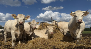Ceny byków w górę o 50 gr/kg. Na rynku zaczyna brakować żywca
