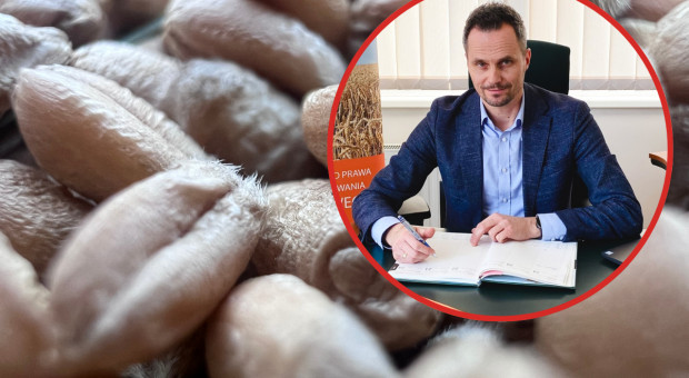 Ziarno bez dokumentów może nie wyjechać z Polski? Agencja Nasienna szykuje nowy system