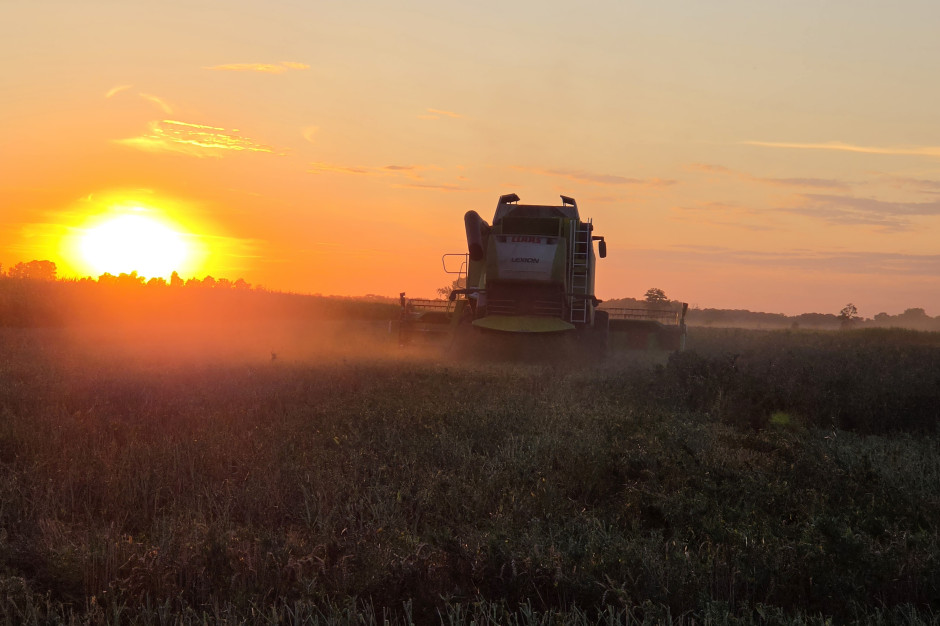 Rolnicy liczą straty. Groch sypie słabo, a ceny nie rekompensują kosztów