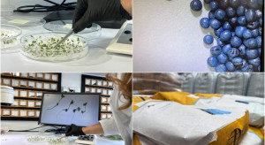 Technologia 3S w praktyce. Jak powstaje materiał siewny i dlaczego liczy się każdy etap produkcji?